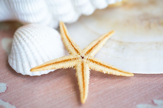 How to Preserve a Starfish for a Decoration