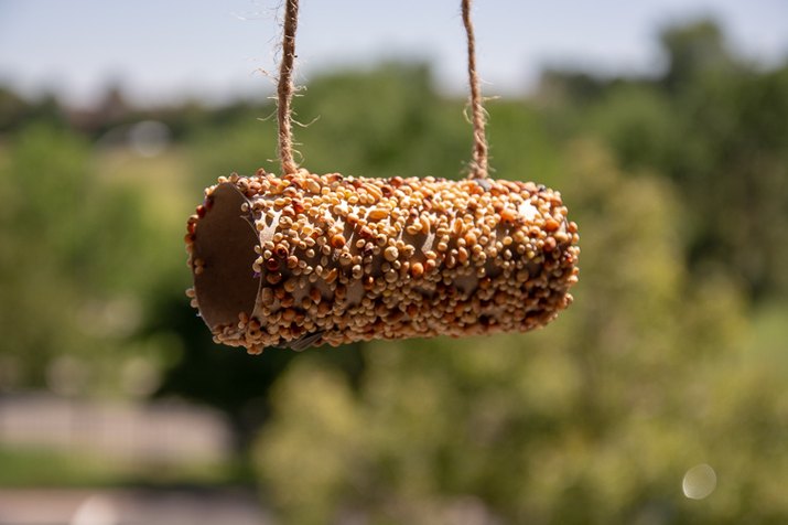 toilet paper roll bird feeder