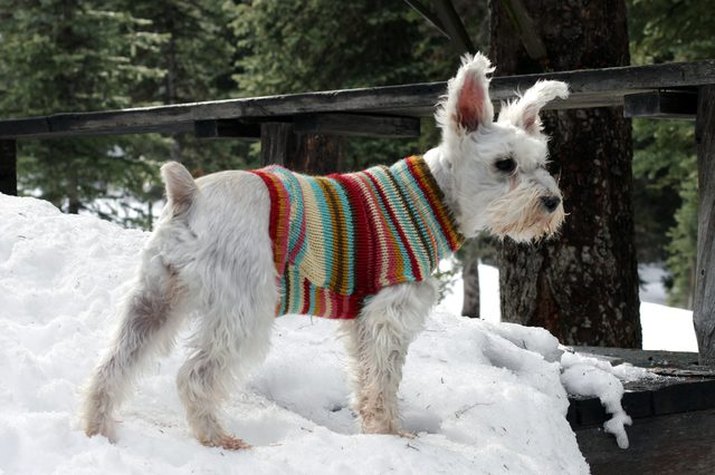 Turn an old sweater into an adorable dog sweater