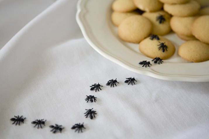 Ants on biscuits