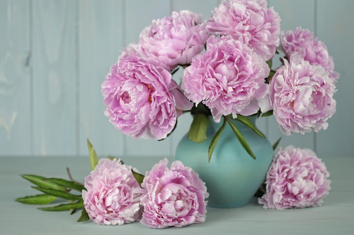 Bouquet of  pink ruffled peonies in aquamarine vas