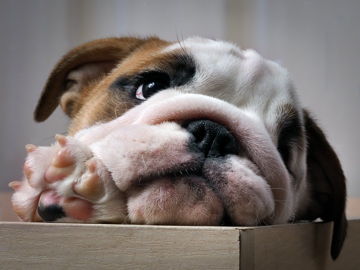 Puppy peeking out of the enclosure.