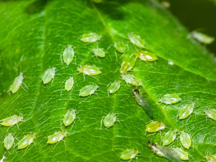 Greenfly aphids on leaf