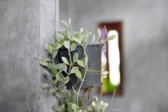 Hanging plants in a luxury concrete bathroom