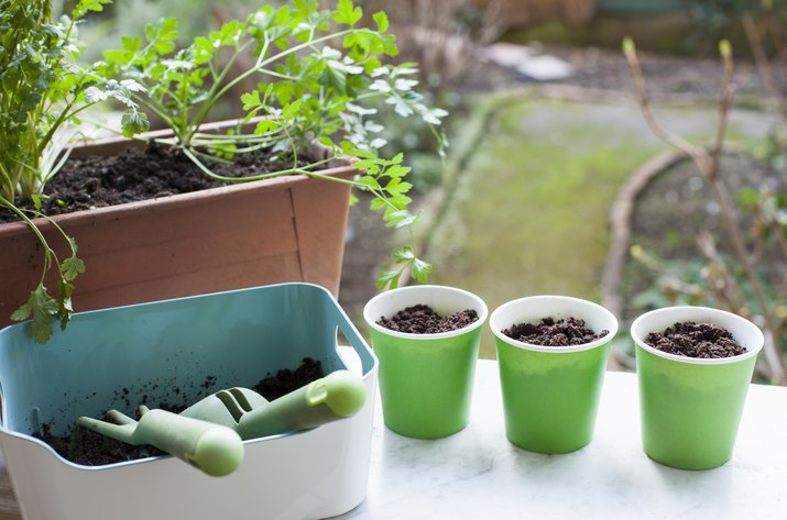 Potted herbs and cups filled with soil on windowsill
