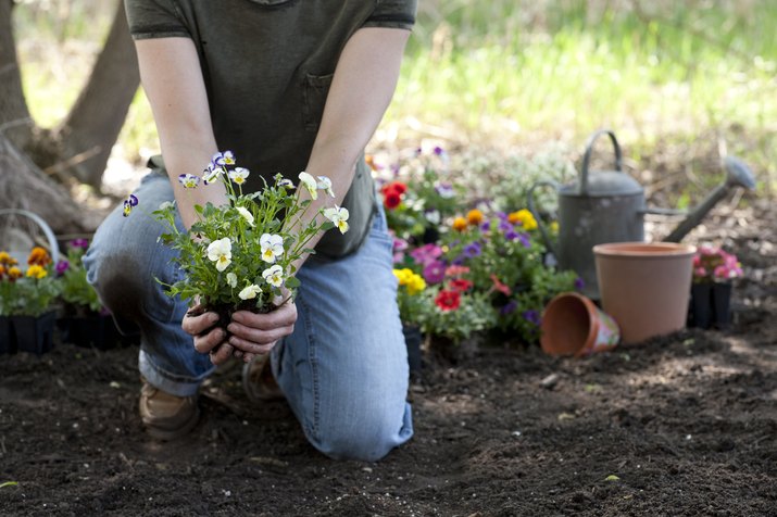 Woman gardening and holding Viola flowers in her hands