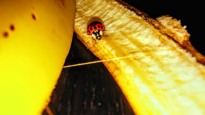 Close-Up Of Insect On Banana Peel