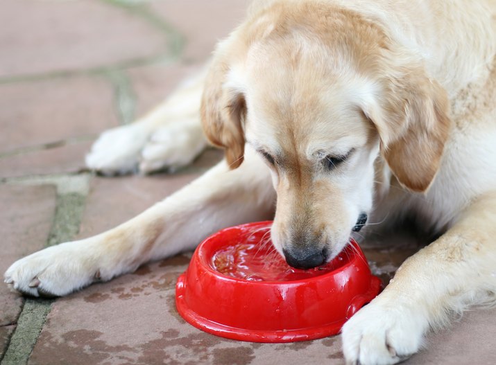 Dog drinking water