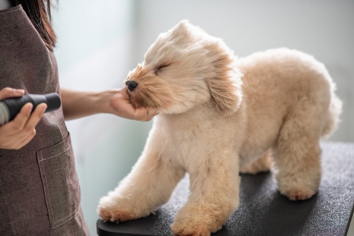 asian chinese female pet groomer with apron grooming and blow drying a brown color toy poodle dog