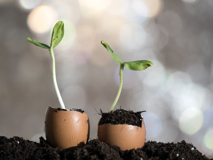 Eggshell used as flower pot with a small plant growing in his interior.