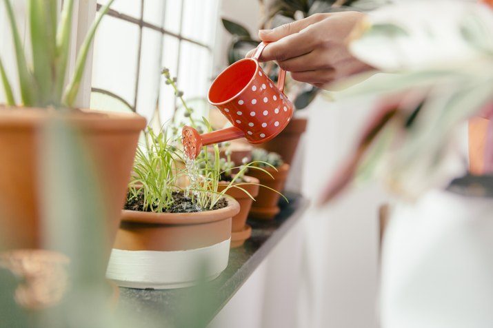 Female hand watering plant on window sill with a tiny watering can