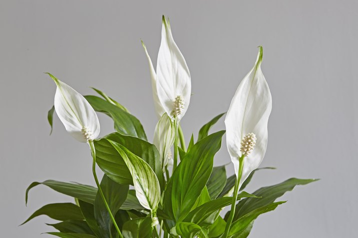 Spathiphyllum,Peace lily