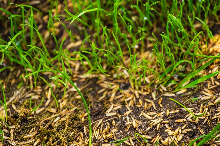 Sowing Seeds For New Lawn