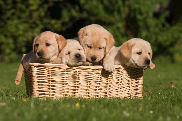 Top ten 2024 cutest puppies