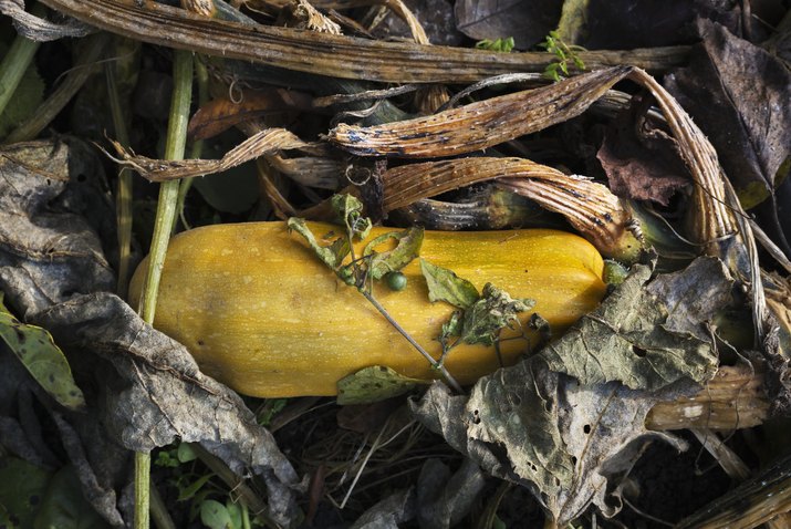 Yellow cucurbit in dry leaves