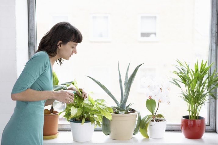 Businesswoman Sprays Plants In Flowerpots