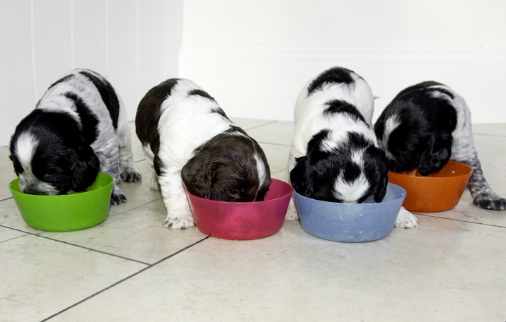 Cute Cocker Spaniel puppies feeding from different coloured bowls