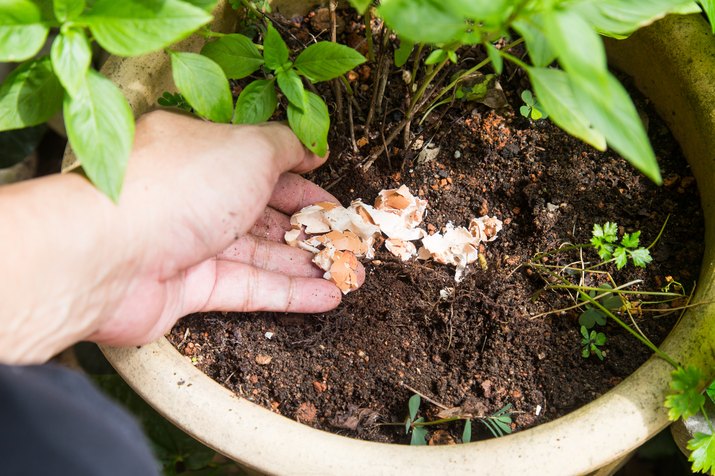 Close-Up Of Hand Putting Eggshells In Plant