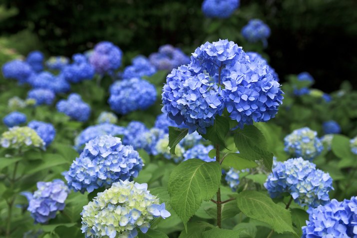 Hydrangea Flowers