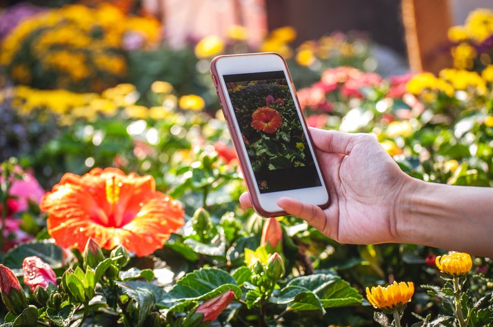 Taking photo of hibiscus flower