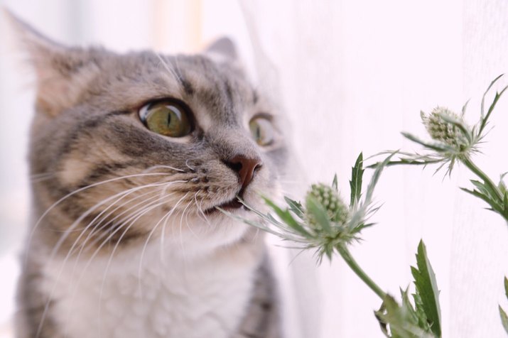 Close-Up Of Cat By Houseplant At Home