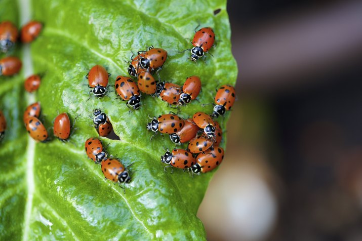 ladybugs on a chard leaf