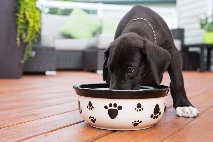 Black great Dane puppy eating on deck