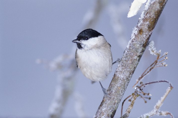 Willow tit perching on frosty branch
