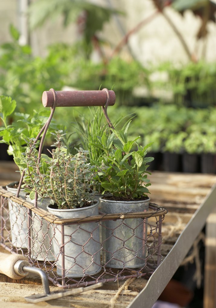 Herb pots in metal basket in greenhouse