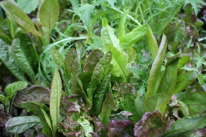 Growing salad greens in fall and winter