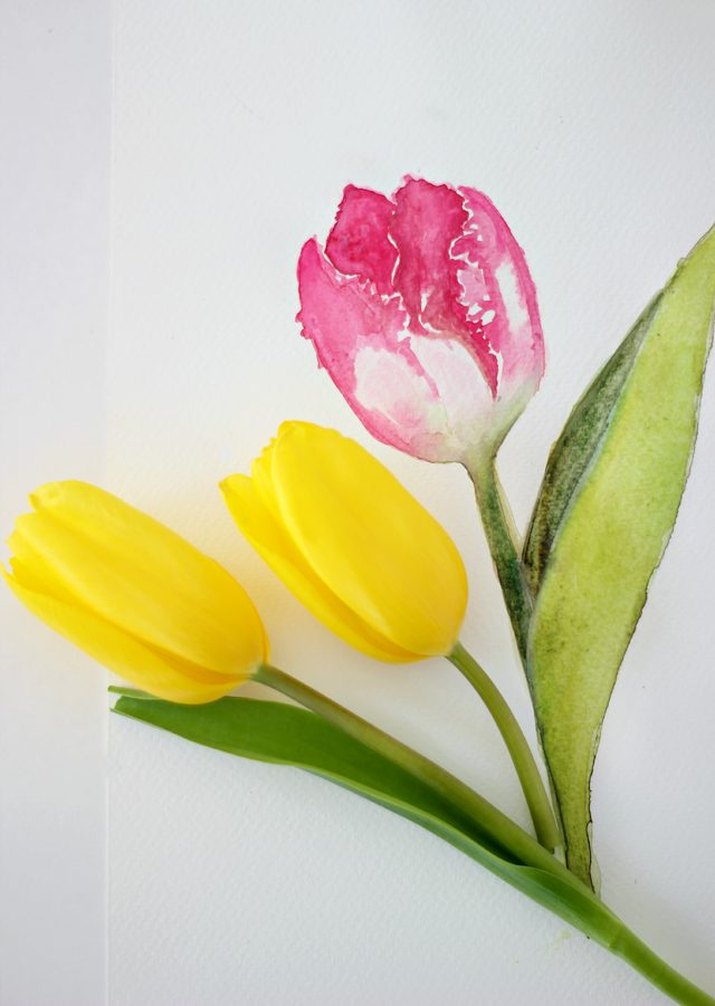 How to Paint a Tulip in Watercolor