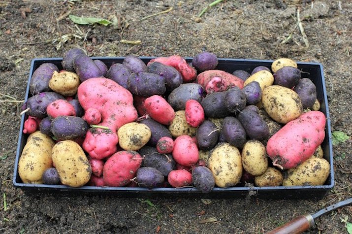 Planting heirloom and fingerling potatoes
