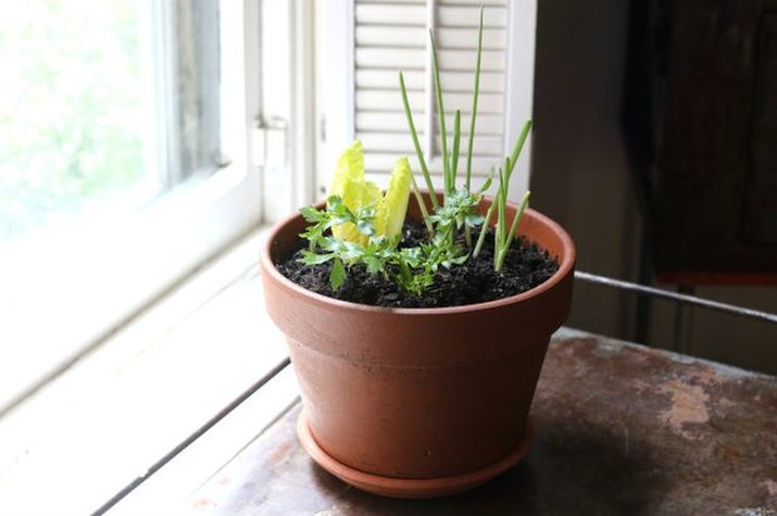 Create a self-sustaining edible windowsill planter