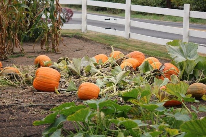 Planting pumpkins