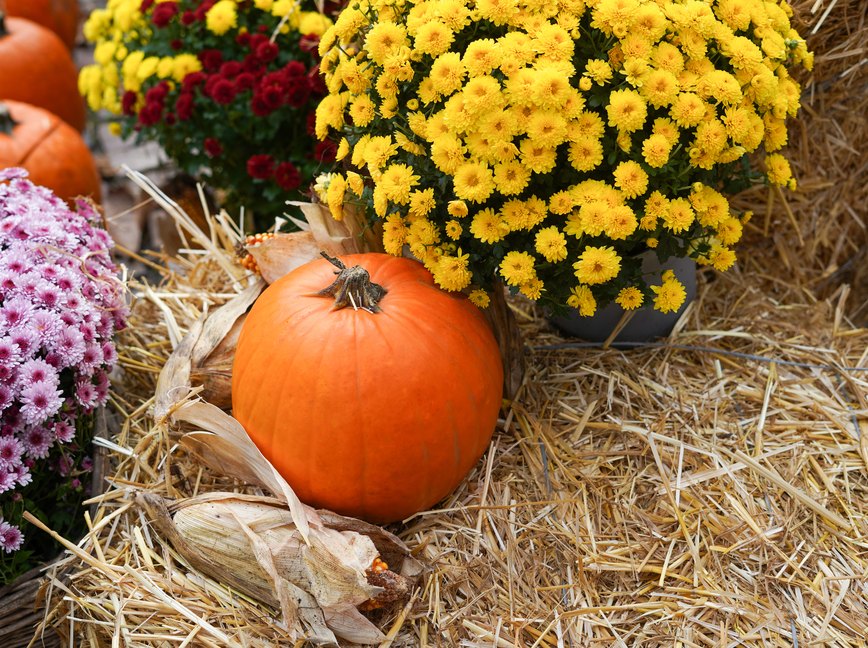 orange pumpkin surrounded by colorful chrysanthemums and straw, creating a cozy harvest atmosphere