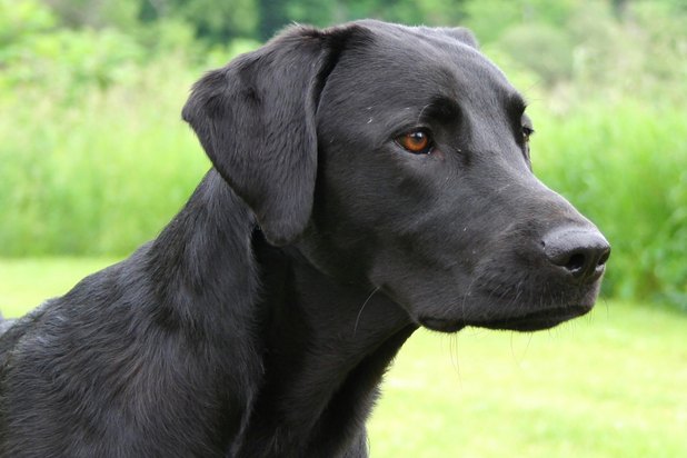 Tricks to Train a Black Lab Shepherd Mix (with Pictures) | eHow