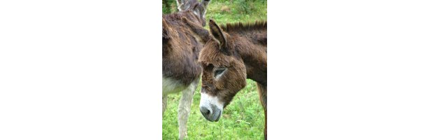 How to Paint a Donkey Face | eHow