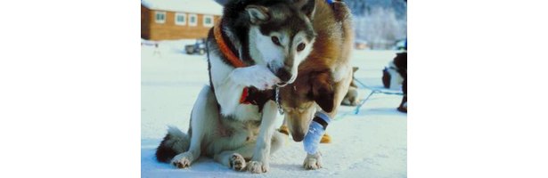 How to make your own dog rope harness 4 steps ehow