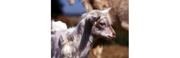 How to Treat Mange on Goats | eHow