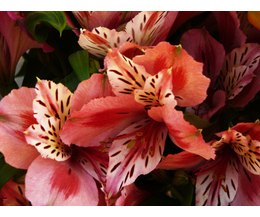 Alstroemeria Toxicity (with Pictures) | eHow
