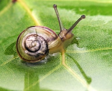 Why Snails Come Out of Their Shells (with Pictures) | eHow