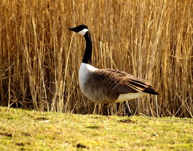 How to Tell Male From Female Canadian Geese (with Pictures) | eHow