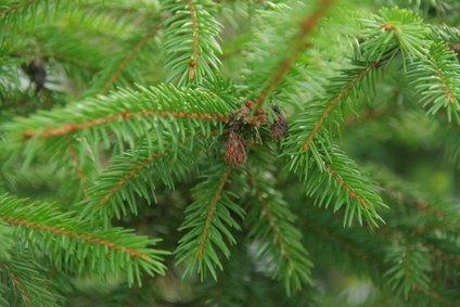 The Best Time to Plant Colorado Blue Spruce Trees | eHow