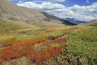 What Are Some of the Plants in the Tundra? | eHow