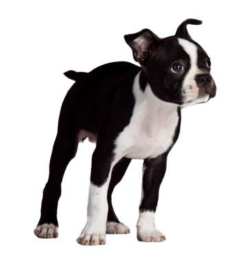 Information About Dogs: Do Boston Terriers' Tails Curl?