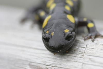 Yellow Spotted Lizard Facts (with Pictures) | eHow