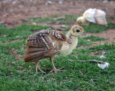 Visual Differences Between Male & Female Peacocks | eHow