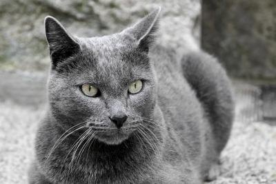 Types of Short-Haired Gray Cats (with Pictures) | eHow