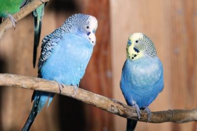 Signs of Pregnancy in a Budgie (with Pictures) | eHow